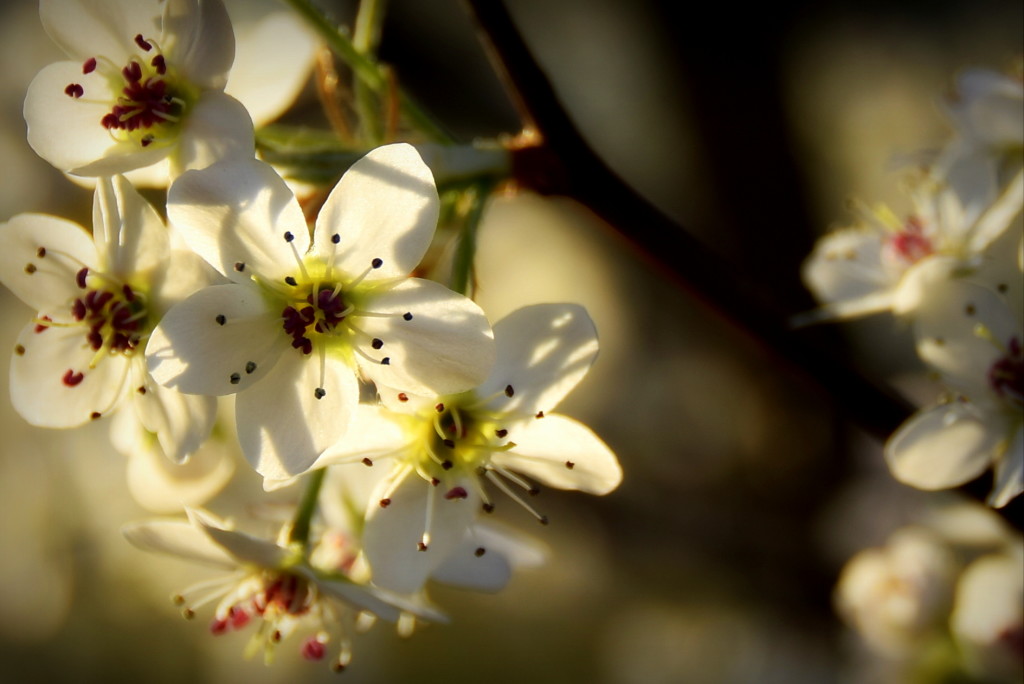 2014.03.10 Tree bloom (17)