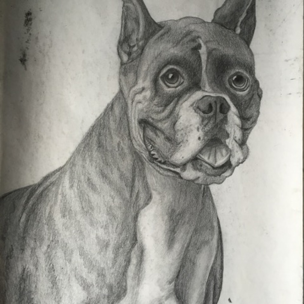 Boxer Dog Drawing/Sketch