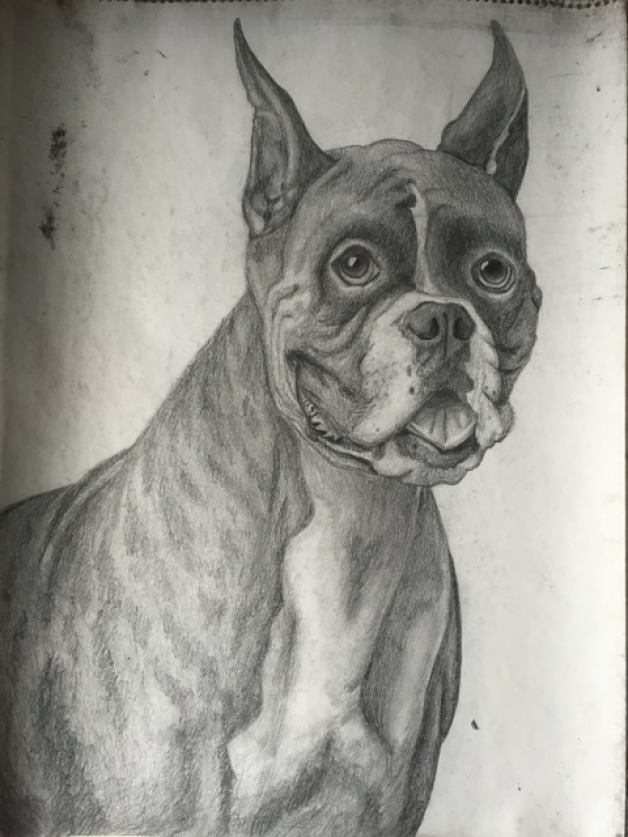 Boxer Dog Drawing/Sketch