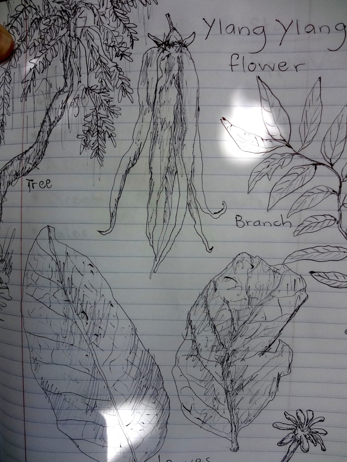 Ylang Ylang Sketch 1