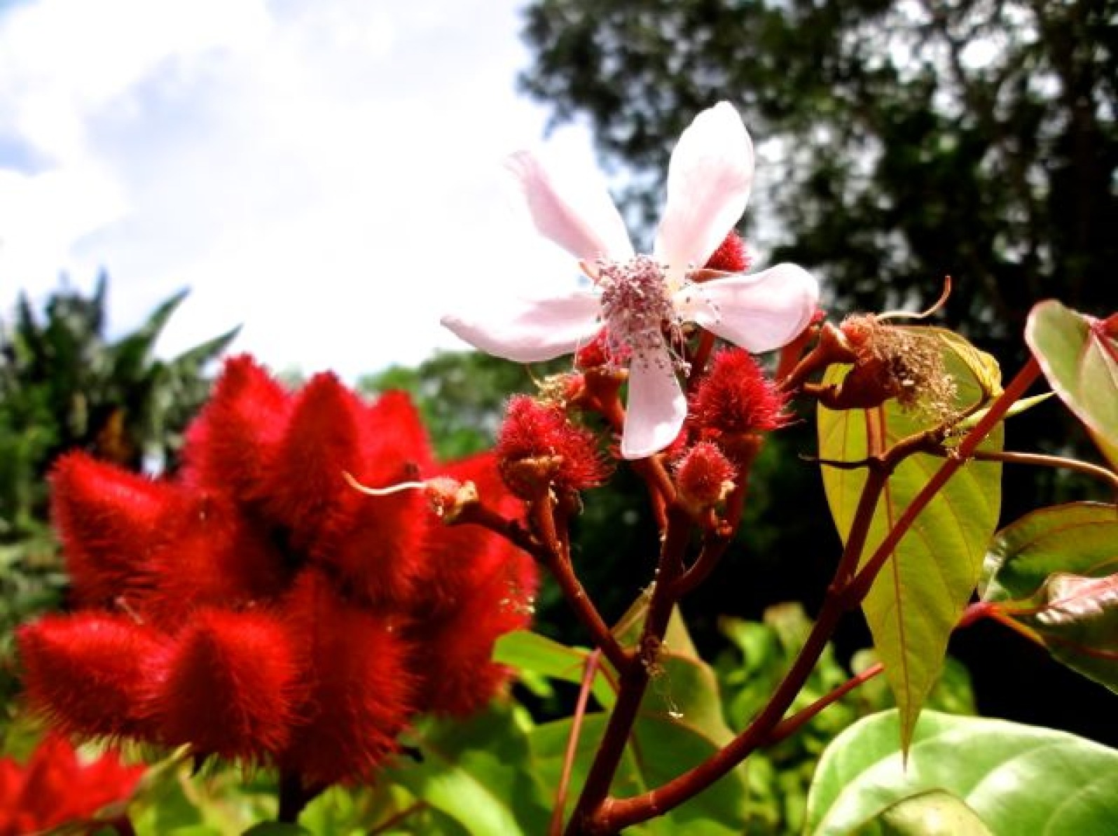 A Visit to the Amot TaoTao Tano Farm on Guam