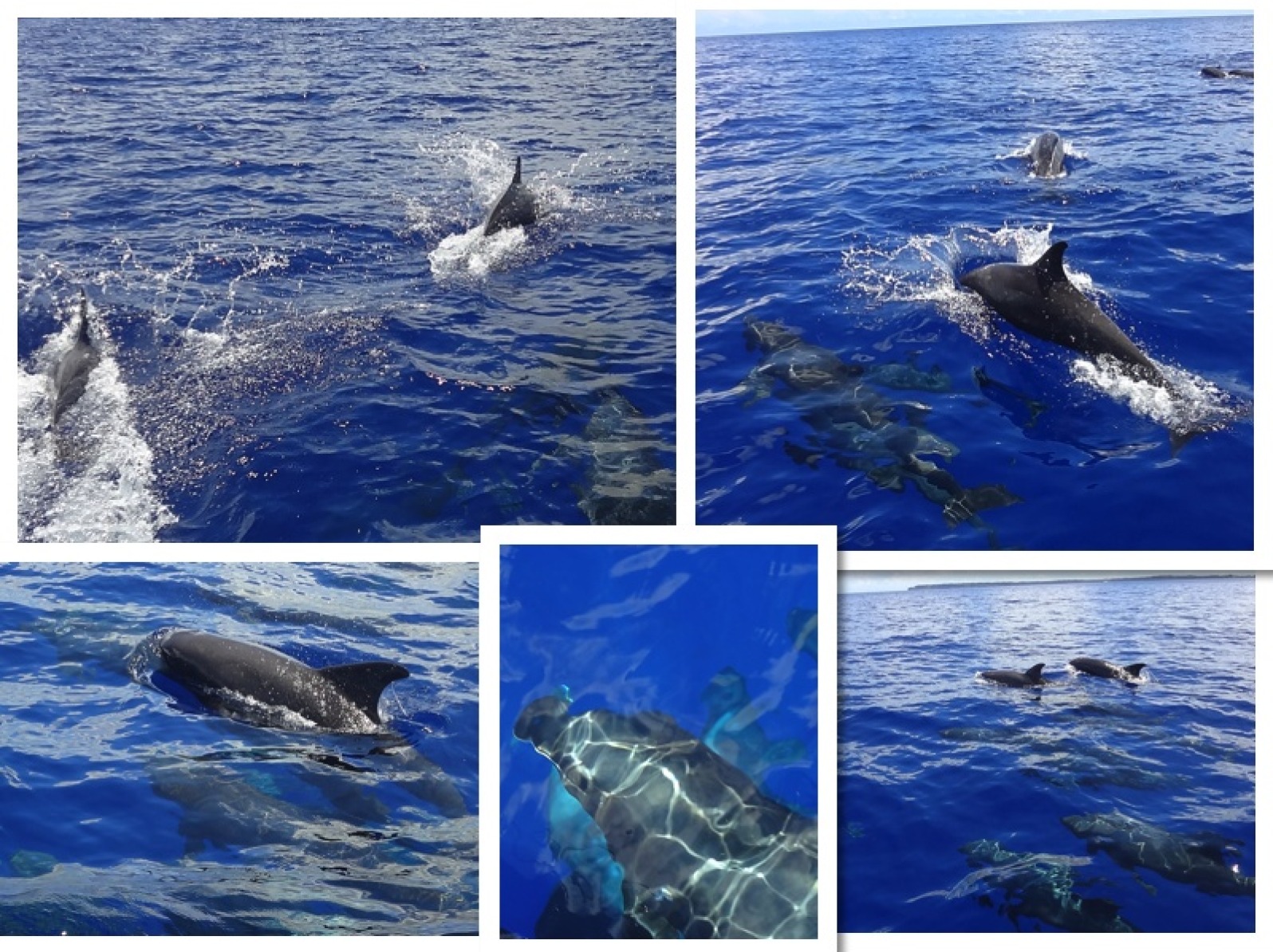 Adventures at Sea~ Surfing, Sailing & Dolphins on Guam